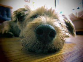 ../2011/09/04-1819-macro-casper-closeup-nose-dog.jpg