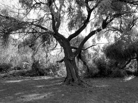 ../2011/10/15-1615-tree.jpg