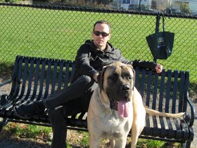 ../2011/11/25-1346-dog-zeus-mastiff.jpg