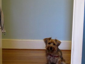 ../2011/12/02-0959-casper-dog-waiting.jpg