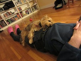 22-2236-casper-dog-sleeping.jpg