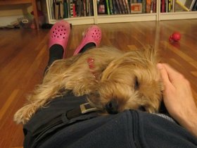 22-2238-casper-dog-sleeping.jpg