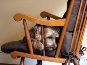 ../2012/03/29-1708-casper-rocker-dog.jpg
