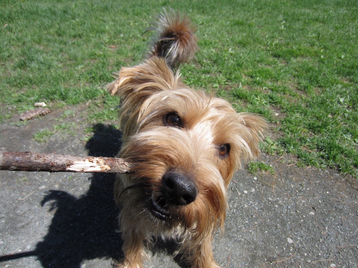 casper stick