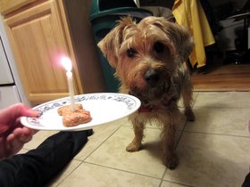 04-2014-birthday-casper-dog.jpg