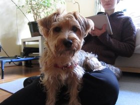 17-0845-casper-dog-nora.jpg
