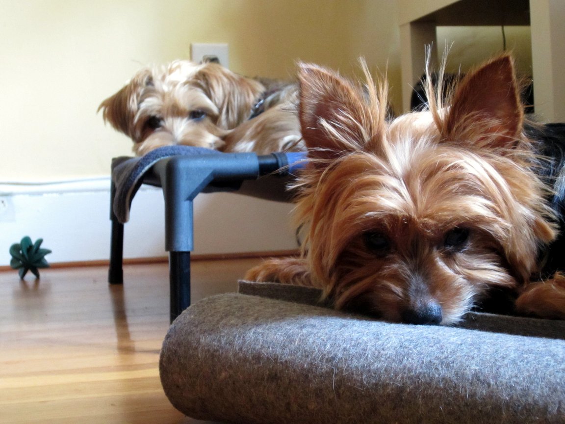 bug and casper