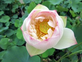 06-1433-korea-lotus-temple-seoul.jpg