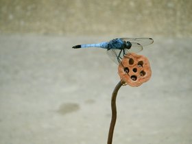 06-1456-korea-by_nora.jpg