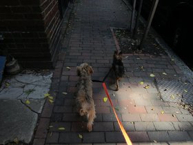 02-1013-casper-lady_bug-dog-walking.jpg