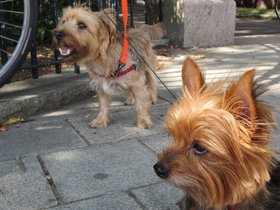 02-1044-casper-lady_bug-dog-waiting.jpg