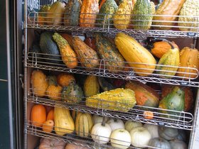29-0859-NYC-NY-ny-squash.jpg