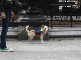 29-0927-ny-cute-dog.jpg