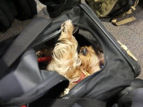 ../2012/12/26-1915-dog-casper.jpg