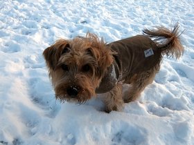 ../2013/01/01-1451-dog-casper.jpg