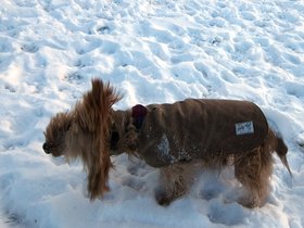 ../2013/01/01-1451-dog-casper_1.jpg
