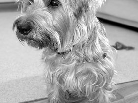 ../2013/01/08-1820-dog-casper.jpg