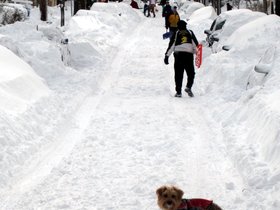 ../2013/02/09-1324-dog-casper-snow.jpg