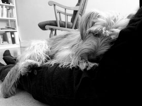 ../2013/02/16-2234-dog-casper.jpg