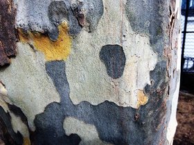 ../2013/03/03-1355-tree.jpg