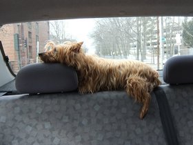 23-1244-maggie.jpg