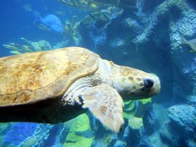 14-1137-aquarium.jpg