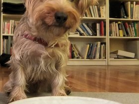 ../2013/12/19-1953-dog-casper.jpg