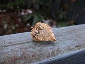../2013/12/22-1311-plant.jpg