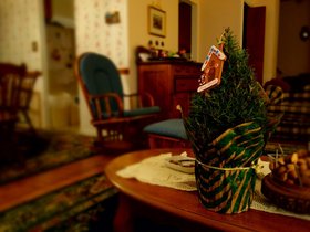 ../2013/12/25-1943-plant.jpg