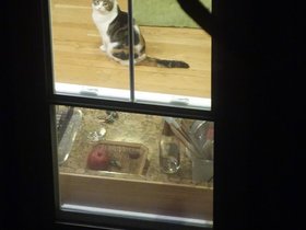 ../2014/01/12-2043-cat.jpg