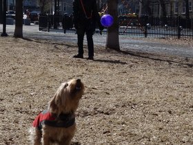 ../2014/03/16-1045-dog-casper.jpg