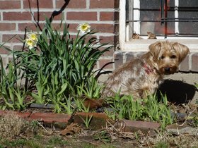 ../2014/04/10-1038-dog-casper-garden.jpg