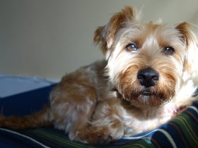 ../2014/06/29-0900-dog-casper.jpg
