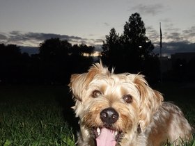 ../2014/08/15-2043-dog-casper.jpg