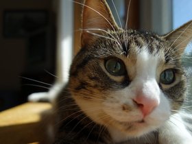 28-1313-cooper-cat.jpg