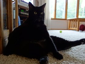 30-0911-cat-murphy.jpg