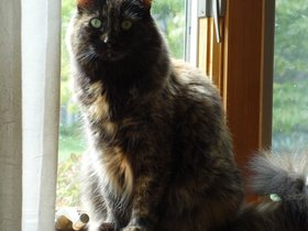 30-1229-lacey-cat.jpg