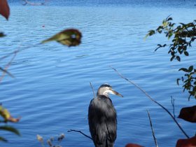 ../2014/10/05-1520-fresh_pond-MA-bird-autumn.jpg
