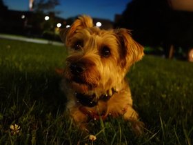 ../2014/10/06-2004-dog-casper.jpg