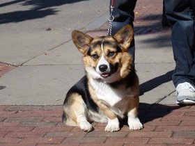 ../2014/10/12-1445-honk_parade-parade.jpg