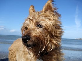 ../2014/10/15-1528-beach-casper-wingaersheek-MA-dog-maggie.jpg