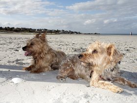../2014/10/15-1559-dog-beach-casper-wingaersheek-MA-maggie.jpg