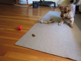 17-casper-playing-discus-with-carrot-chew.mp4