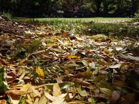 25-1308-leaf-autumn.jpg