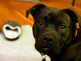 ../2014/11/13-2006-kaya-dog.jpg