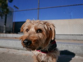 ../2014/11/29-1322-dog-casper.jpg