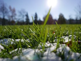 29-1322-macro-grass.jpg