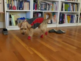 030728-casper-boots.mp4