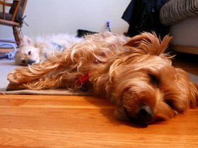 ../2015/02/16-1227-casper-cortez-FL-dog.jpg