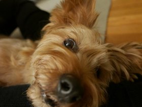 ../2015/02/23-2221-dog-casper.jpg